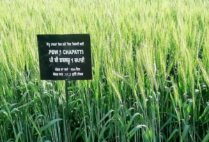 gehu ki nai kism अब रोटियां बनेगी नरम-कृषि वैज्ञानिकों ने विकसित की गेहूं की नई किस्म