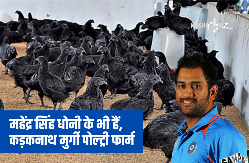 Kadaknath Poultry Farming