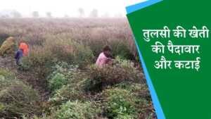 Tulsi ki kheti | तुलसी की खेती से 100 दिनों में करें लाखों की कमाई