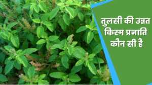 Tulsi ki kheti | तुलसी की खेती से 100 दिनों में करें लाखों की कमाई