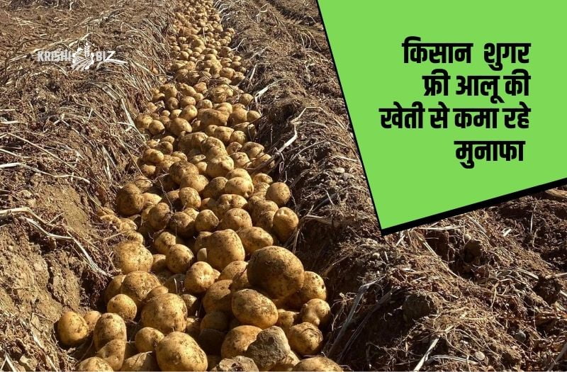 शुगर फ्री आलू की खेती