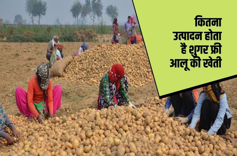 sugar free aloo ki kheti