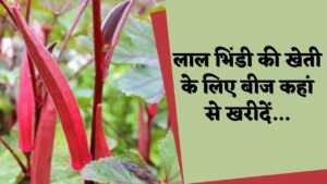 Lal Bhindi Ki Kheti kaise karen | 800 रूपए किलो वाली लाल भिंडी की खेती कैसे करें, बीज लगाकर किसान हो जायगे मालामाल