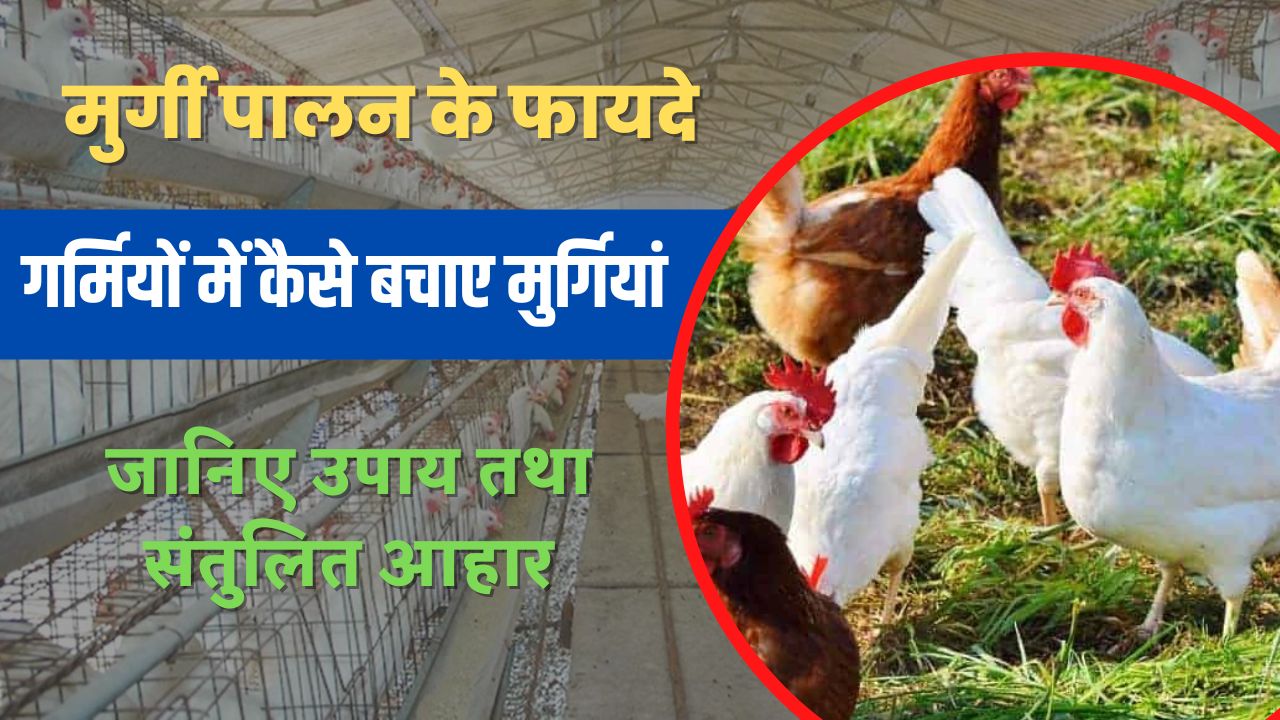 Murgi Palan In Hindi | गर्मियों में कैसे बचाए मुर्गियों को जानिए उपाय तथा संतुलित आहार