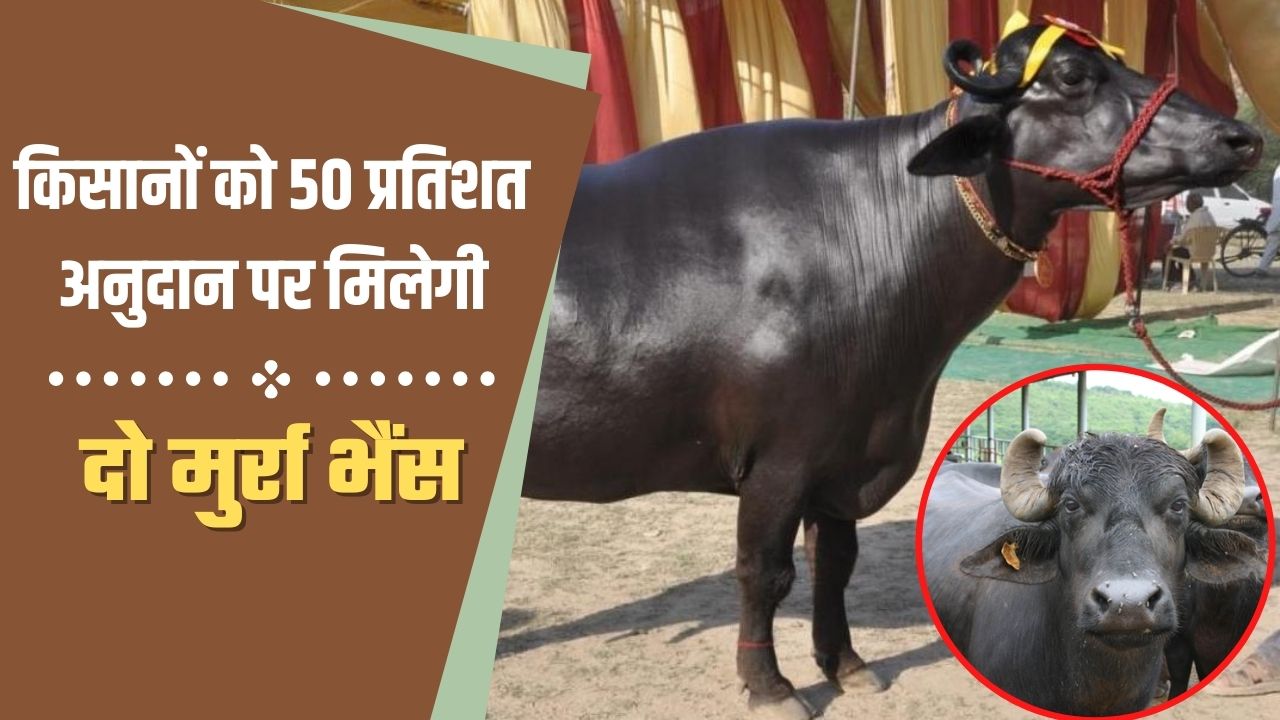 Murrah Buffalo 2022 | किसानों को 50 प्रतिशत अनुदान पर मिलेगी दो मुर्रा भैंस