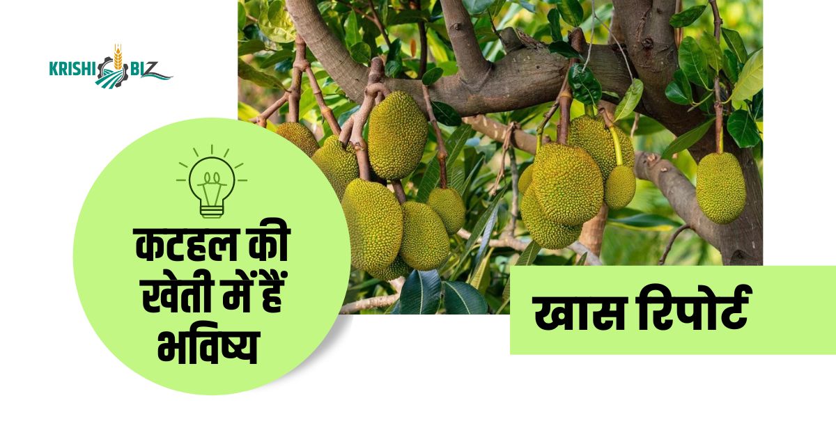 kathal export