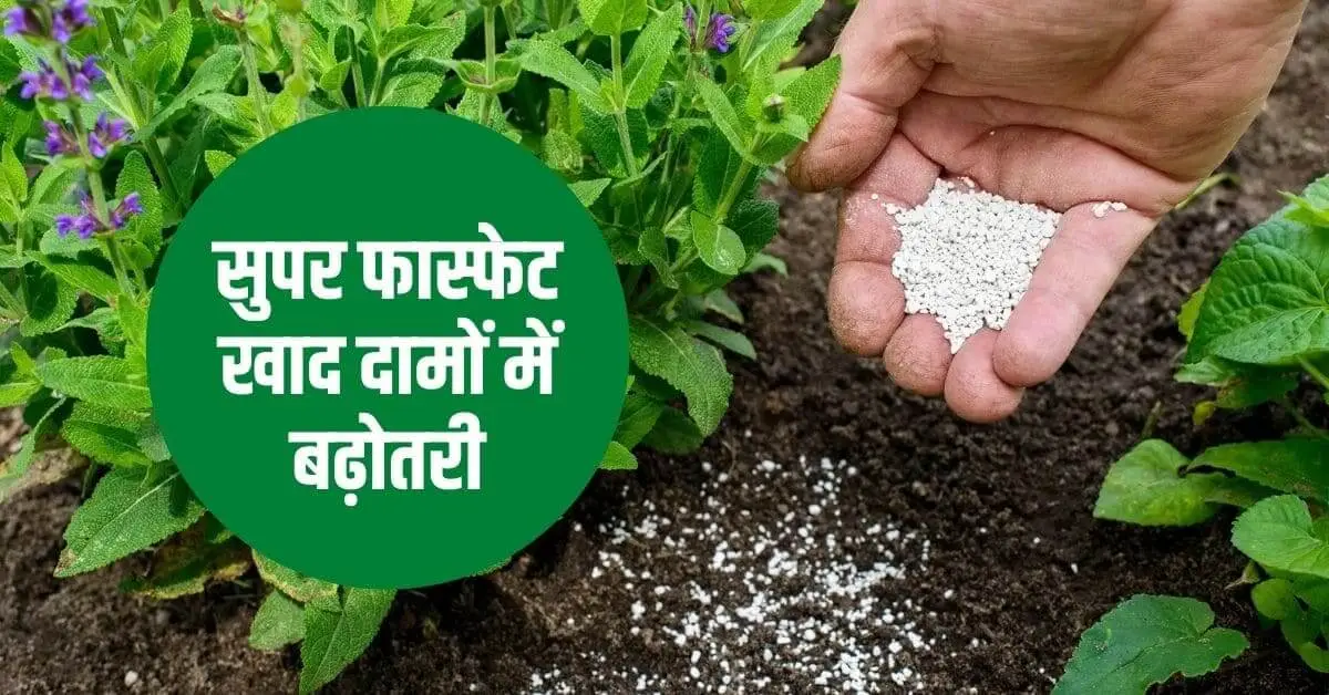 Single Super Phosphate khad Price Increased 2022 DAP फिक्स