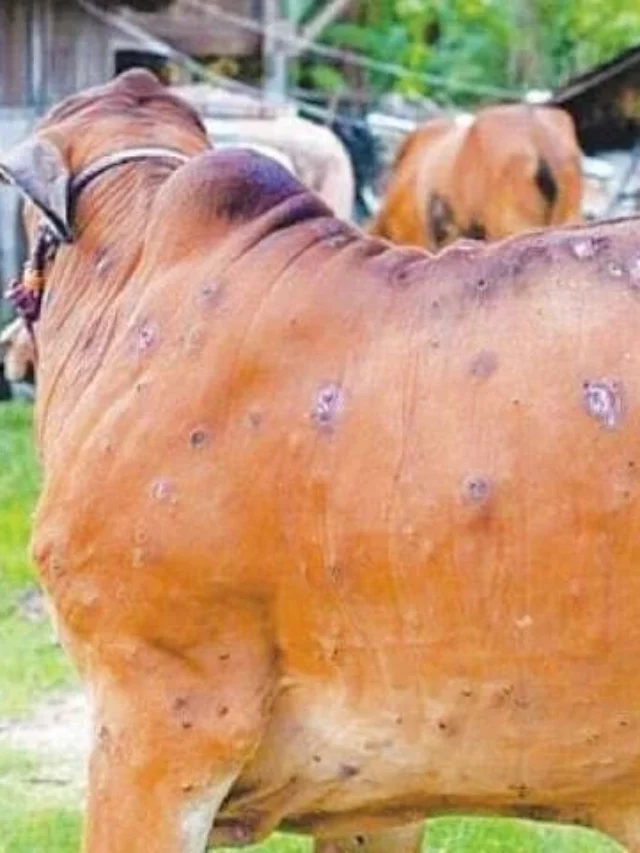 control of lumpy skin disease in animals