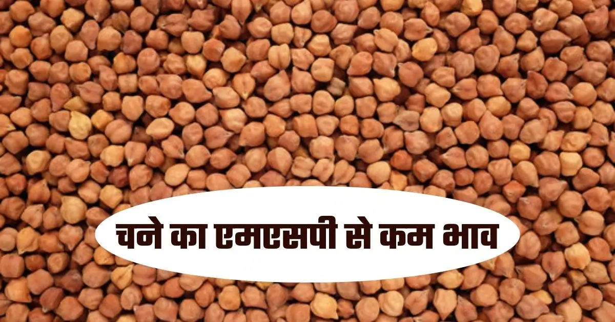 Chana ka bhav | एमएसपी से कम भाव में चना बेचने को मजबूर किसान