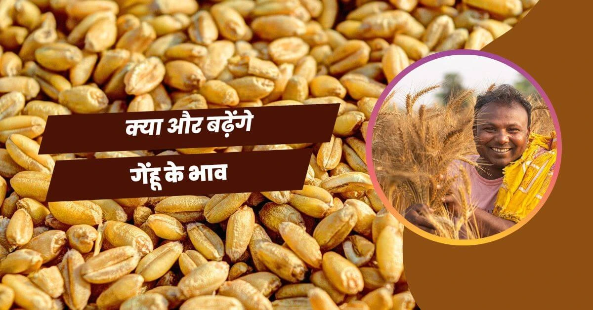 गेहूं के भाव में तूफानी उछाल, मंडी भाव 2500 पार