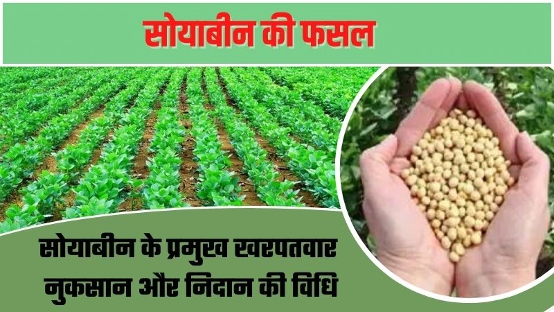 soybean ki fasal के प्रमुख खरपतवार, नुकसान और निदान की विधि