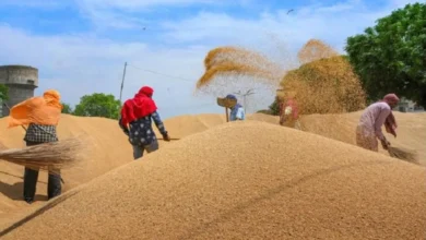 Wheat Price Hike 2022 गेहूं की कीमत में आया उछाल