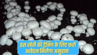 mushroom ki kheti ke liye training | किसान आवेदन करें