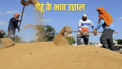 Gehu ke bhav me aaya uchal 2022 | मंडी में गेहूं के भाव