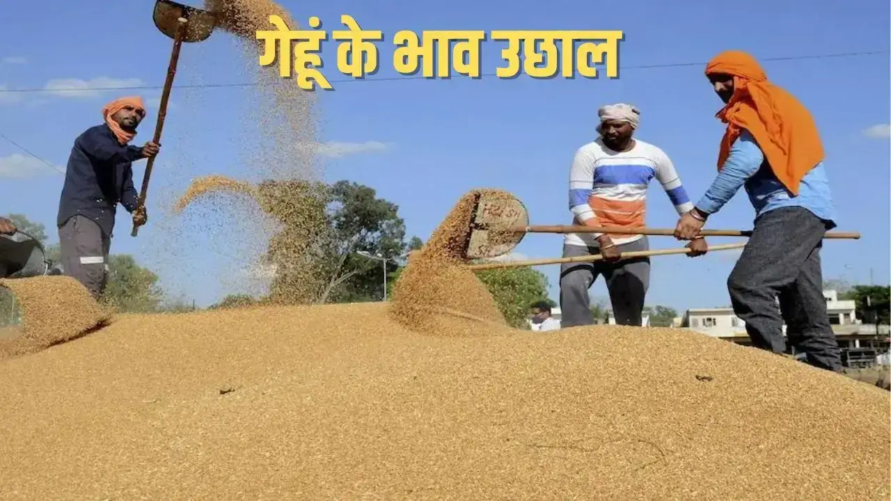 Gehu ke bhav me aaya uchal 2022 | मंडी में गेहूं के भाव