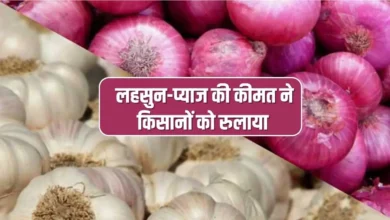 lahsun pyaj ka bhav 2022 50 पैसे किलों में हुआ नीलाम
