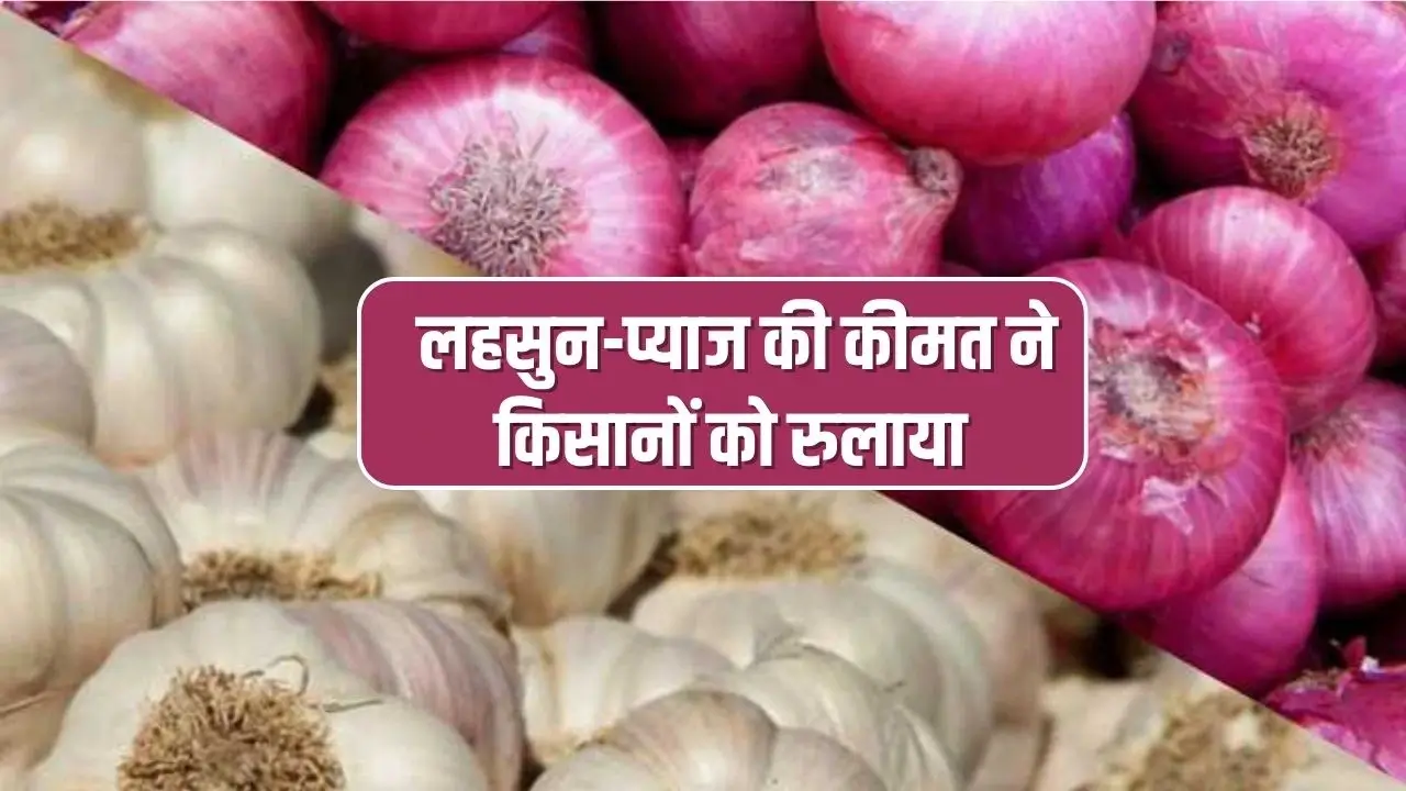 lahsun pyaj ka bhav 2022 50 पैसे किलों में हुआ नीलाम