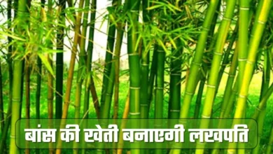 Baas ki kheti करने पर सरकार दे रही 50 फीसदी सब्सिडी