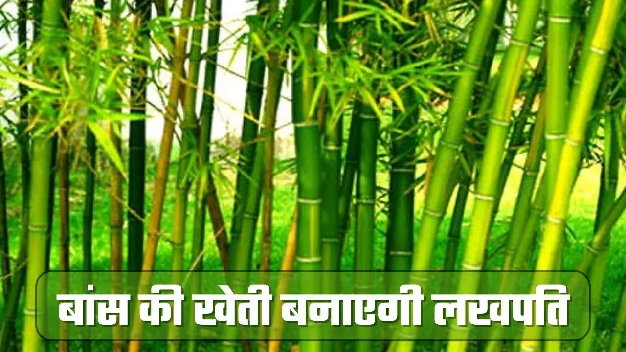 Baas ki kheti करने पर सरकार दे रही 50 फीसदी सब्सिडी