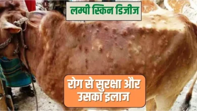 Lumpy Disease Control