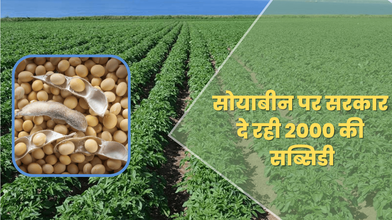 सोयाबीन पर सरकार दे रही 2000 की सब्सिडी सीधे खाते में आएगे रूपए