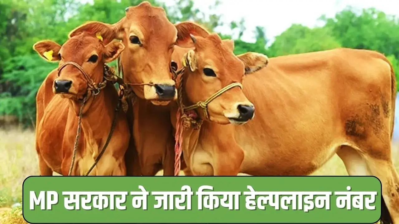 लम्पी स्किन डिजीज 2022 MP सरकार ने जारी किया हेल्पलाइन नंबर