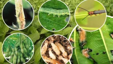 सोयाबीन की फसल में कीट एवं रोग, इस तरह करें नियंत्रण
