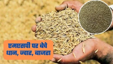 एमएसपी पर बेचे धान, ज्वार, बाजरा 15 अक्टूबर तक कराएं पंजीकरण