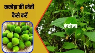 ककोड़ा की खेती कैसे करें जानिए खेती का पूरा तरीका