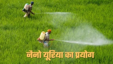 MP में बढ़ रहा नैनो यूरिया का प्रयोग, ड्रोन से कर रहे छिड़काव