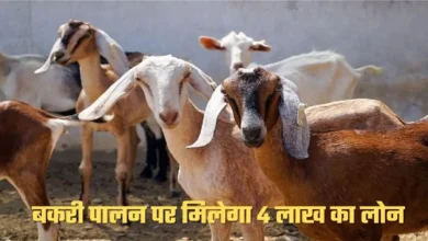किसान को बकरी पालन पर मिलेगा 4 लाख रुपए का लोन