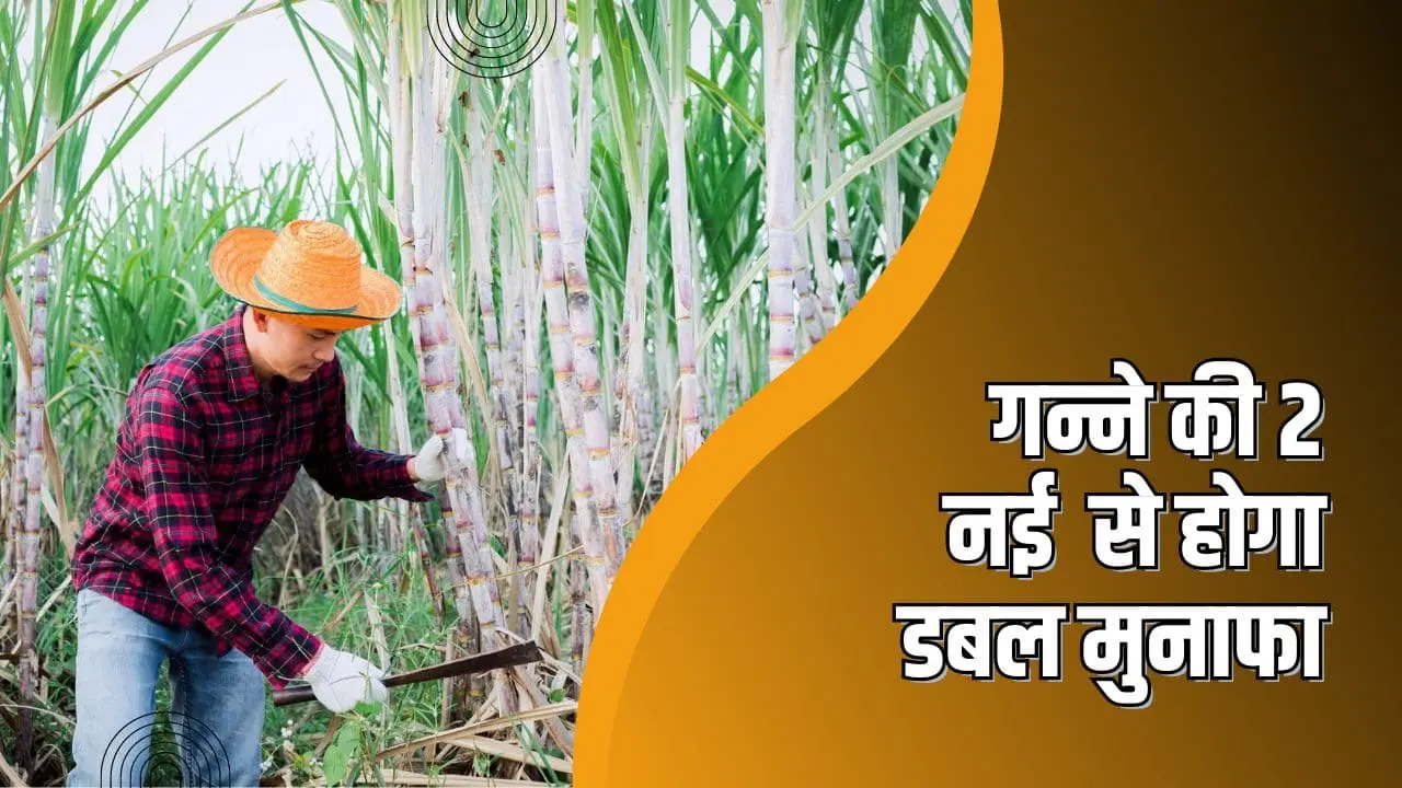 sugarcane