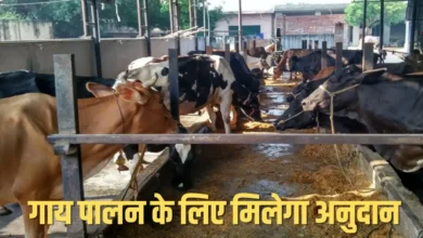 प्राकृतिक कृषि विकास योजना, गाय पालन पर मिलेगा 10800 का अनुदान