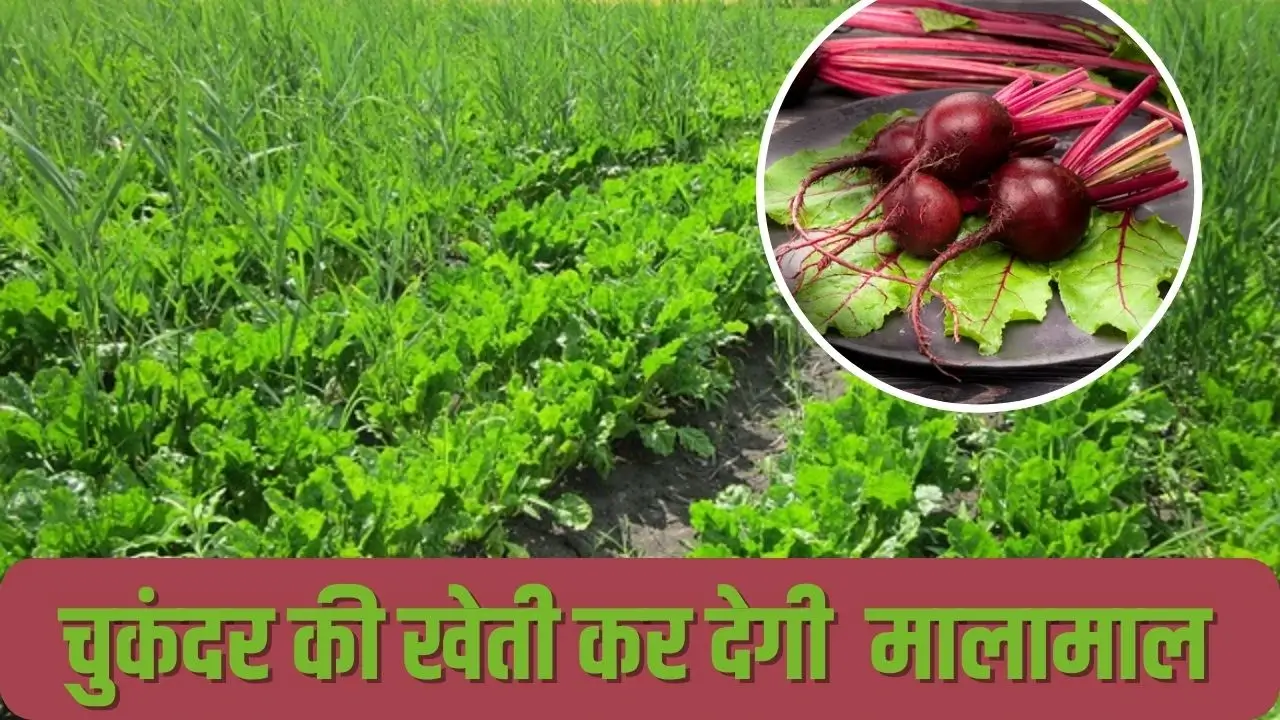 चुकंदर की खेती कैसे करें : जानें, खेती की पूरी जानकारी