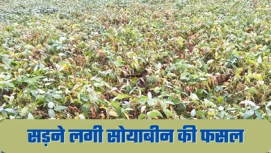 बारिश का असर, मध्य प्रदेश में सड़ने लगी सोयाबीन की फसल