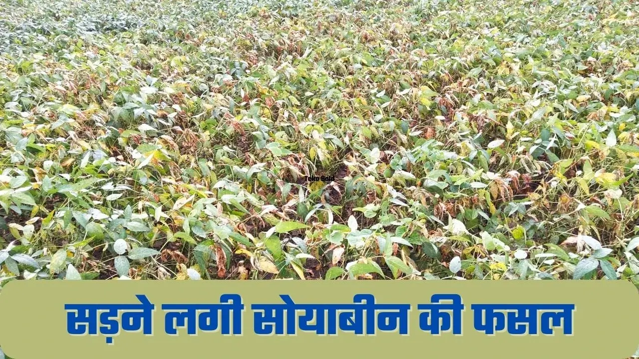 बारिश का असर, मध्य प्रदेश में सड़ने लगी सोयाबीन की फसल