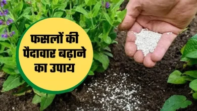 सिंगल सुपर फॉस्फेट के उपयोग से बढ़ेगी फसलों की पैदावार