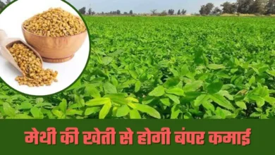 methi ki kheti से होगी बंपर कमाई जाने उत्पादन का तरीका