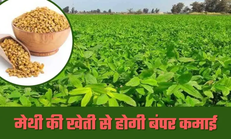 methi ki kheti से होगी बंपर कमाई जाने उत्पादन का तरीका