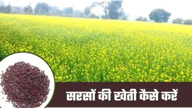 Sarso kheti, किस्में, बीज उपचार, खाद, सिंचाई, कीट प्रबंधन