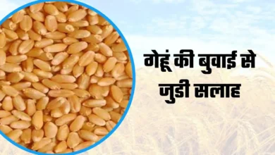 गेहूं की अगेती खेती किसान 20 अक्टूबर से शुरू करें बुवाई