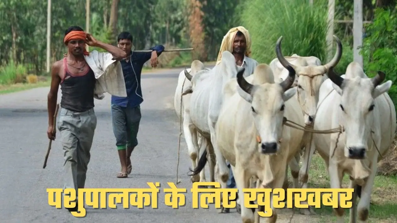 पशुपालक के अनुदान में बढ़ोतरी इतनी मिलेगी सब्सिडी