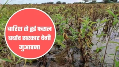 बारिश से खराब हुई फसल मुआवजे के लिए दें जानकारी