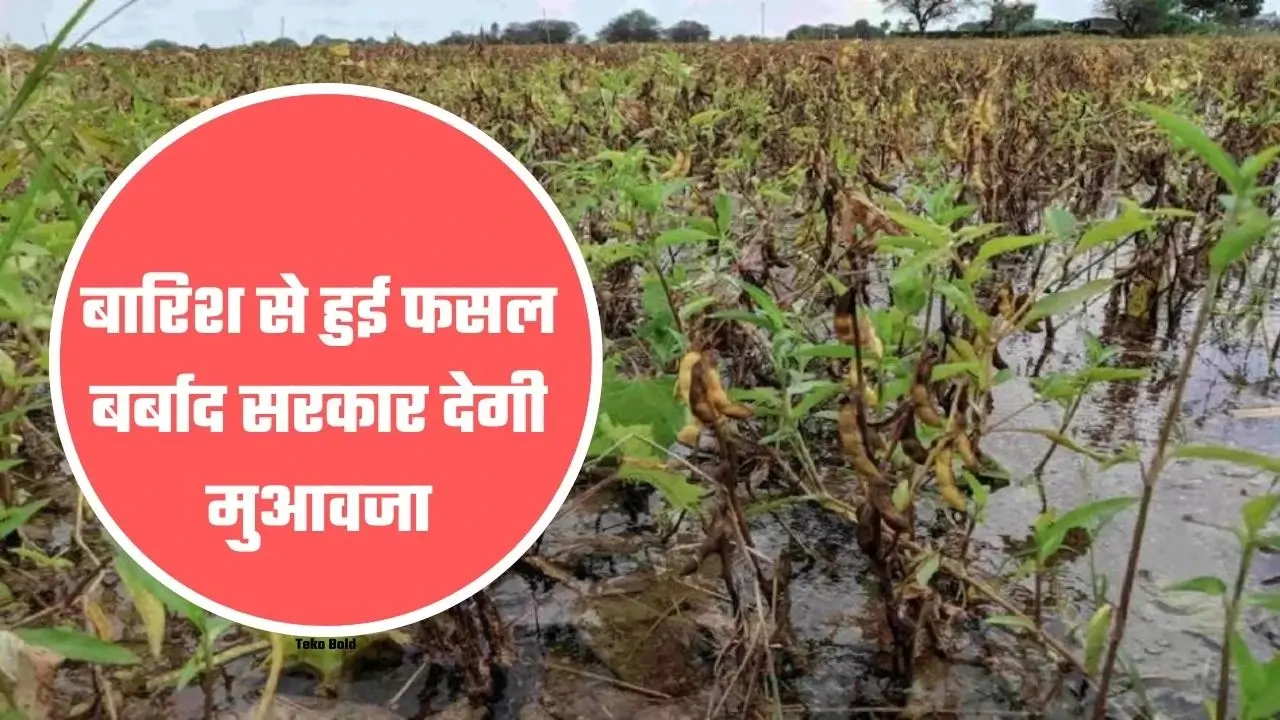 बारिश से खराब हुई फसल मुआवजे के लिए दें जानकारी