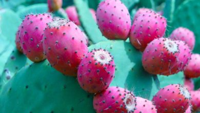 Cactus Farmingकैक्टस की खेती से चमकेगी किस्मत कमाए करोड़ों का मुनाफा