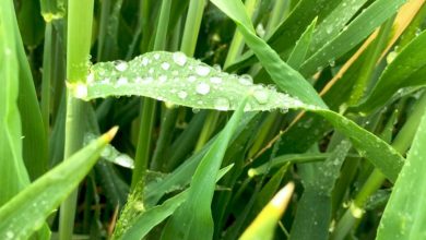 पाले से पौधे और फसलों पर होने वाला प्रभाव