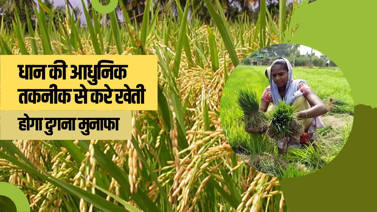 धान की खेती कैसे करे, कैसे पाए लाखो का मुनाफा - जानिए धन की खेती की आधुनिक तकनीक