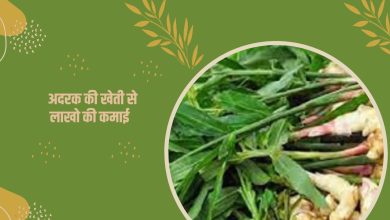 अदरक की खेती से लाखो की कमाई