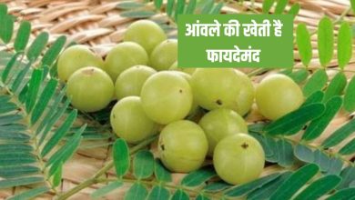 आंवले की खेती है फायदेमंद