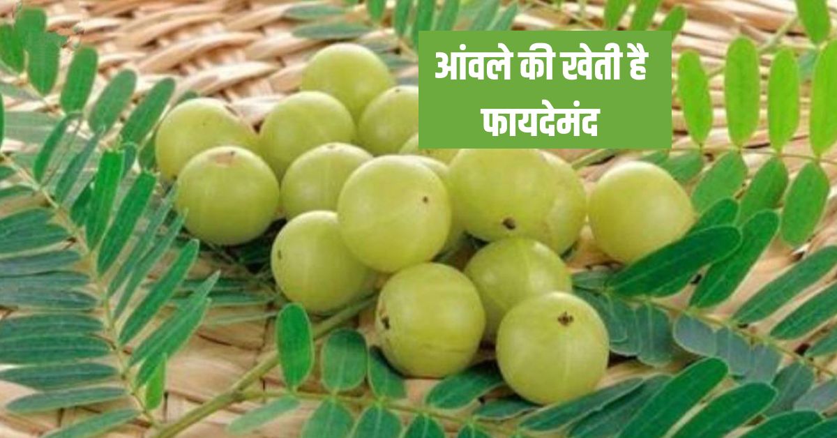 आंवले की खेती है फायदेमंद